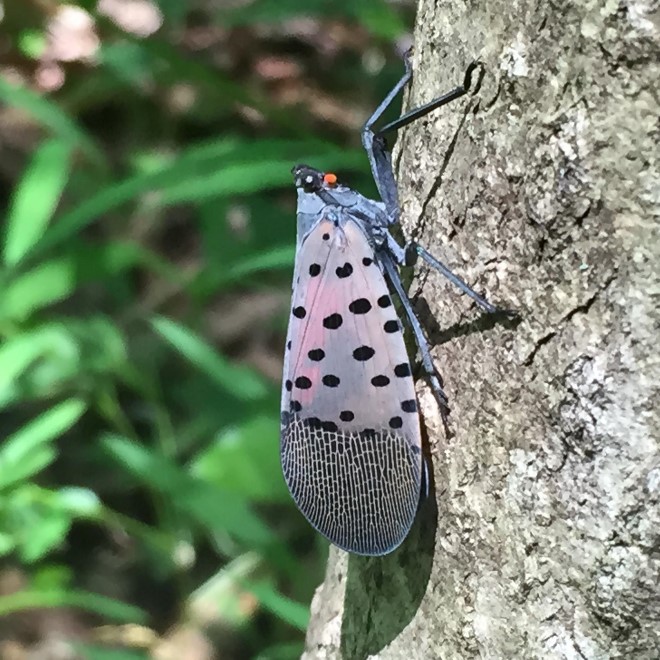 Adult Spotted Lanternfly at rest